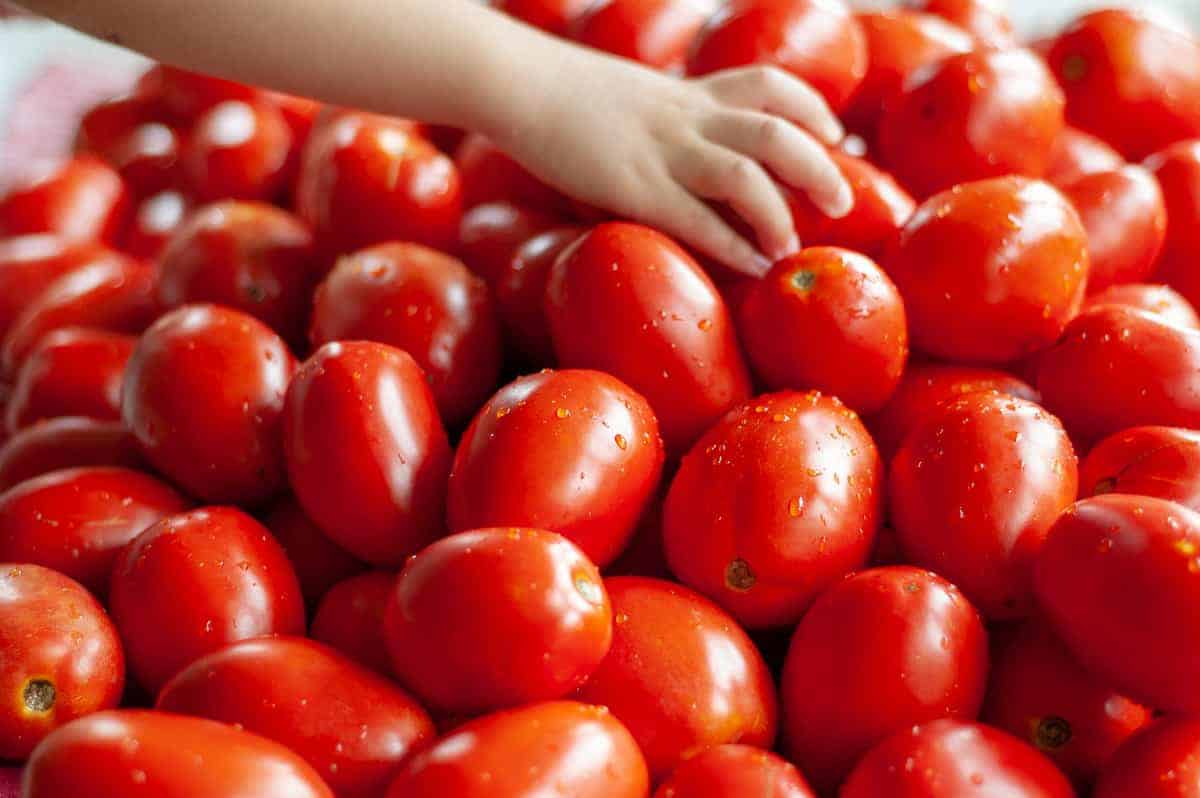 cała sterta pomidorów, jeden z pomidorów trzyma mała rączka dziecka