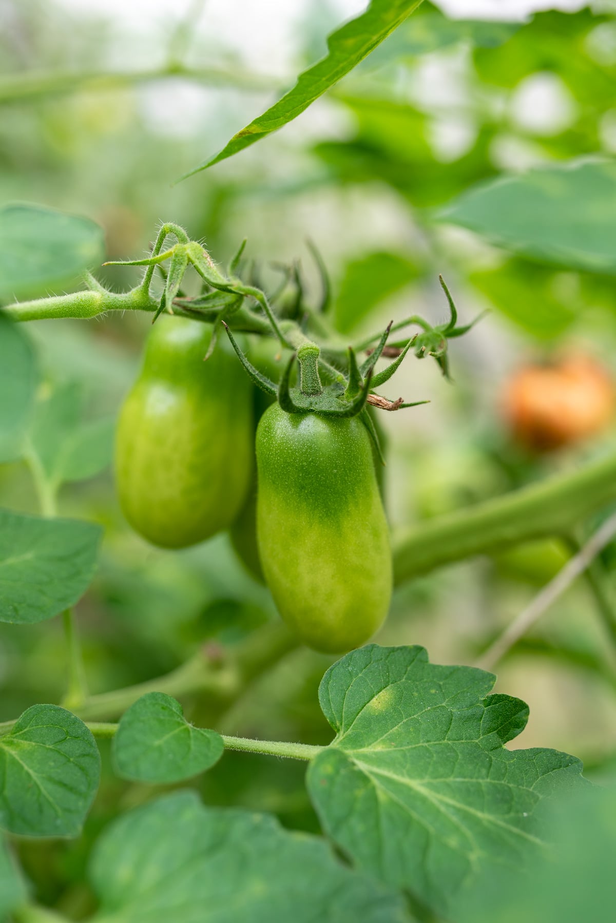zielone pomidory na krzaku